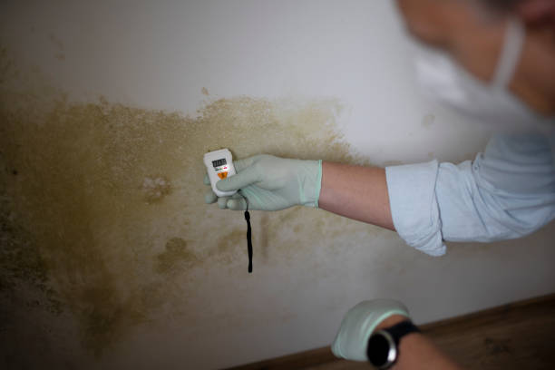 Best Attic Mold Removal  in Birchwood Lakes, PA
