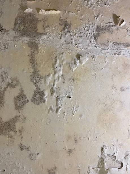 Best Office Mold Removal Services  in Birchwood Lakes, PA