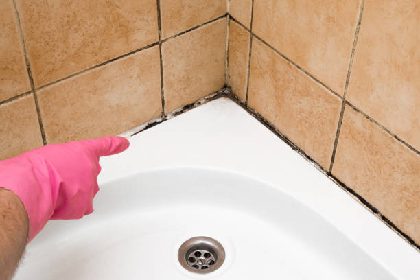 Home Mold Removal in Birchwood Lakes, PA